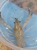 Live Freshwater -1 Female White Crayfish Alleni - White Spectar Crayfish, Tank Raised. Size 3/4 in. to 4 in- Juvenille