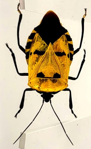 Image of 2.9 inch Real Man-Faced Stink Bug in Crystal Clear Lucite Resin Specimen Preserved Catacanthus Incarnatus Insect Bugs Taxidermy Collection for Biology Science Education & Desk Ornament Display Supplies