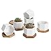 Greenaholics Succulent Plant Pots - 2.76 Inch Small Ceramic Hexagon Planters, Cactus Planters, Flower Pots with Drainage Hole, Bamboo Tray, Set of 6, White