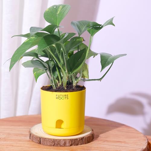 Image of Future Roots Good Luck Golden Money Plant with Self Watering Pot - Air Purifying Indoor Live Feng Shui Plant for Home, Living Room, Kitchen, Office Desk, Bedroom Decor (Yellow)