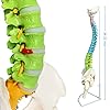 EVOTECH SCIENTIFIC Modello a colonna vertebrale, 87 cm, dipinto, modello a colonna vertebrale flessibile a grandezza naturale, con supporto, chiropratica con bacino, colonna vertebrale