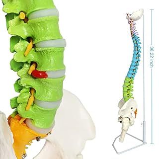 EVOTECH SCIENTIFIC Modello a colonna vertebrale, 87 cm, dipinto, modello a colonna vertebrale flessibile a grandezza naturale, con supporto, chiropratica con bacino, colonna vertebrale