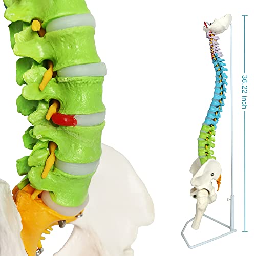 EVOTECH SCIENTIFIC Modello a colonna vertebrale