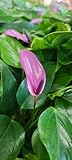 Anthurium Tiny Purple in 4 inch Nursery Plant Pot Live Rare Exotic Tropical Indoor House Plants Easy to Grow Housewarming Gift Decoration Gift for Home or Office by 3exoticgreen