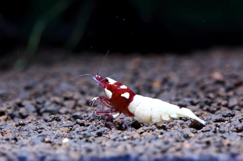 Pinto Shrimps - Caridina Taiwanese Bee, Juvenile 1/2"