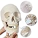 EVOTECH SCIENTIFIC Human Adult Skull Anatomical Model, Medical Quality, Life Size (9