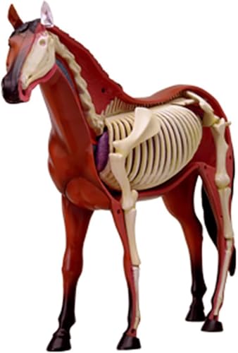 RMJEZTQD - Modèle d'acupuncture équine, modèle d'anatomie de cheval 4D, spécimen de squelette animal, 26 pièces détachables, modèle d'enseignement médical for démonstration d'enseignement en clinique vétérinaire