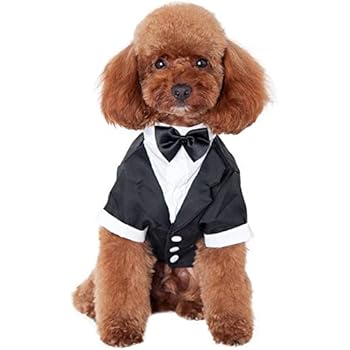 puppy tuxedo outfit