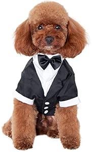 dachshund costumes amazon