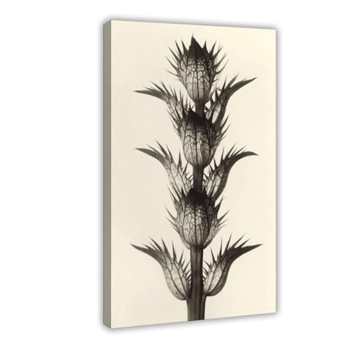Toile Karl Blossfeldt vintage 1928 : créez une ambiance nature et apaisante dans votre salon