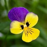 Organic Viola Tricolour Seeds Edible Flowers Ornamental Colourful Hardy Garden Balcony Patio Container Easy Grow Spring Summer Bedding Organic 1x Seed Packet by Thompson and Morgan
