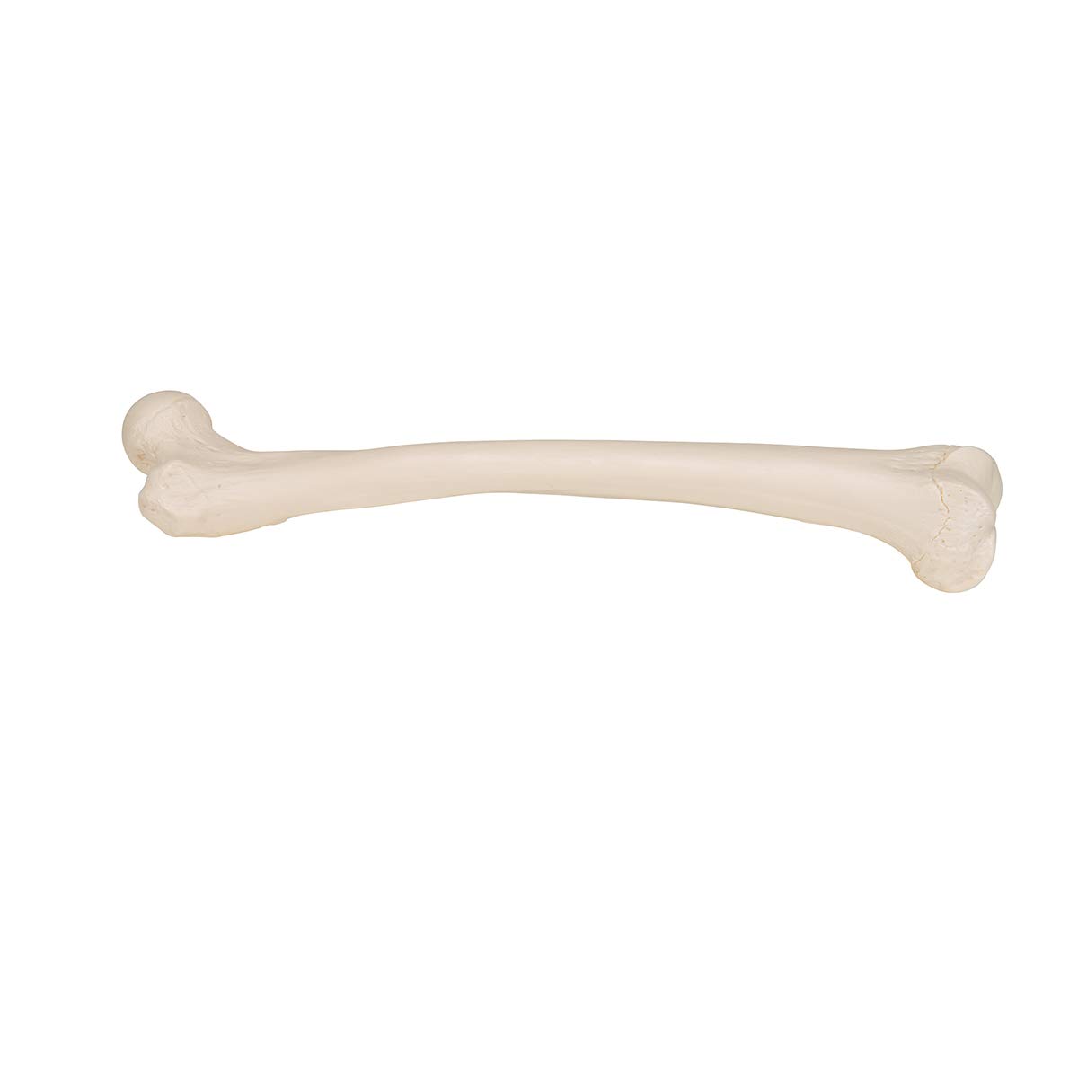 3B Scientific A35/1L, A35/1R Femore + software gratuito di anatomia - 3B Smart Anatomy