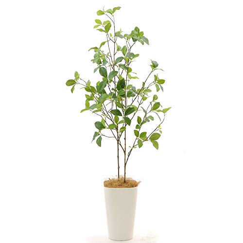 レモン 鉢 観葉植物の人気商品 通販 価格比較 価格 Com