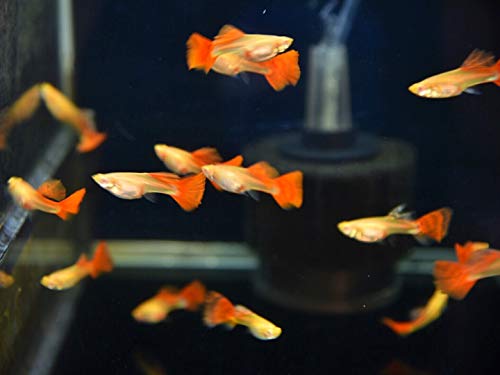 A.d.p. Fish Booster Pink Tropical Fish Food Micro Floating Pellet, Grow Faster & Color Enhancing High Protein 42% For Goldfish & All Aquarium Small Fish 60 G Newborn Fry Fish Feed Breeding Fish Care #TOP4