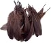 Colorful Goose Feathers, for DIY Craft Wedding Home Party Decorations 50pcs/pack/ (4--7.8 inch) (Brown)