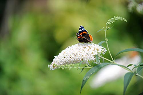 Buddleia Davidii ' Bianco' in 9cm Pot Stunning Buddleja Farfalla Bush