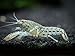 Aquatic Arts Blue Brazos Crayfish (Male/Female Pair) - Live Freshwater Aquarium Lobster/Crawfish/Crawdad/Real Living Nano Fish Tank Pet