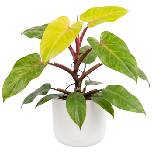 Set of 2 Green Yellow Philodendron Plants