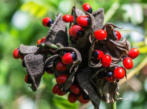 See full amazon price history chart for CHIRMI, RAKT KUNJA, KUNDRINMANI SEEDS Seed (51 per packet) CHIRMI, RAKT KUNJA, KUNDRINMANI SEEDS Seed (51 per packet) (B0BTQ1JQQB) Amazon Price History, Amazon Price Tracker
