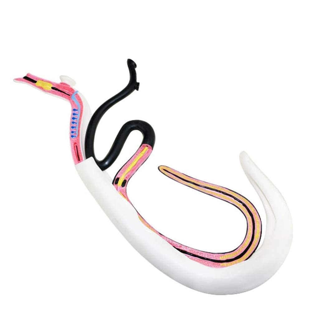 ERNZI Modello di Schistosomiasi, Modello di Anatomia delle Risorse di Apprendimento Biologico, Materiale in PVC Modello di Animale Speciale per La Formazione Medica