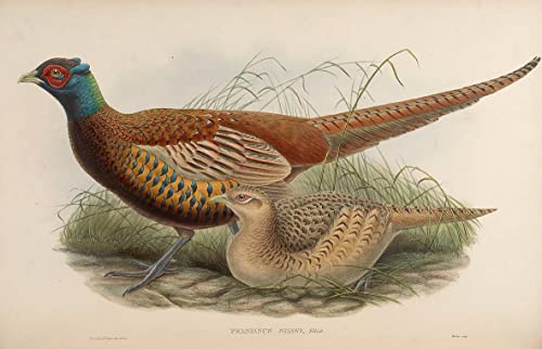 Impression Peinture Abstraite Oiseau John Gould - Poster Phasianus Shawii Déco 60x90