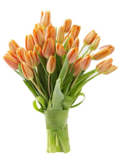 Blooms2Door PRIME NEXT DAY DELIVERY - Fall Collection -30 Orange Tulips (Farm-Fresh Flowers, Cut-to-Order, and Homegrown in the USA). Gift for Birthday, Thank You,Valentine,Mother’s Day Fresh Flowers