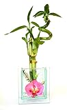 9GreenBox - Spiral Lucky Bamboo - Transparent Orchid Vase Live Plant Ornament Decor for Home, Kitchen, Office, Table, Desk - Attracts Zen, Luck, Good Fortune - Non-GMO, Grown in The USA