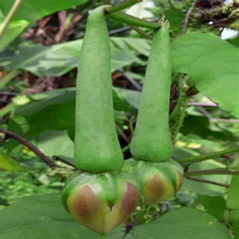 Generic Clove Bean Seeds, Kaambhu Kathrikkai Seeds,Ipomoea muricata Seeds, Nithya Vazhuthana Seeds,Mookuthi avarai Seeds, 10 Seeds, Brown