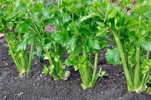 Celery Tall Utah 52-70 Improved Seeds, 2000+ Heirloom Seeds Per Packet, (Isla's Garden Seeds), Non Gmo Seeds, Botanical Name: Apium Graveolens #TOP2