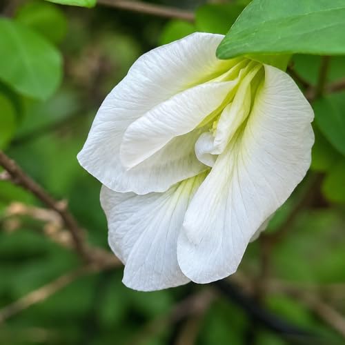Image of Aparajita Plant (Butterfly Pea - Clitoria Ternatea) Live Flower Vine for Balcony & Terrace (White Double Petal) Pack of 1