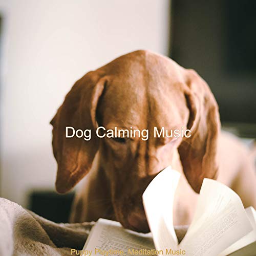 Puppy Playtime, Meditation Music Dog Calming Music