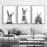 3er Premium Poster Set, Kaninchen Bilder Ohne Bilderrahmen, 