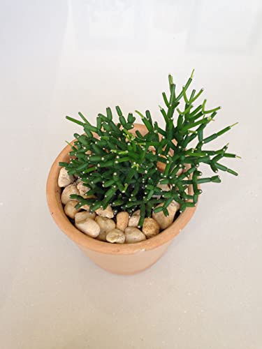 Coral Cactus - Live Plant In A 2 Inch Pot - Rice Cactus - Rhipsalis Cereuscula - Beautiful Indoor Outdoor Cacti Succulent Houseplant #TOP1