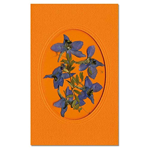 Wiemann Lehrmittel Kleine Pflanzenpresse, 6 Einlegeplatten, 19,5 x 19,5 x 4 cm – Bild 6