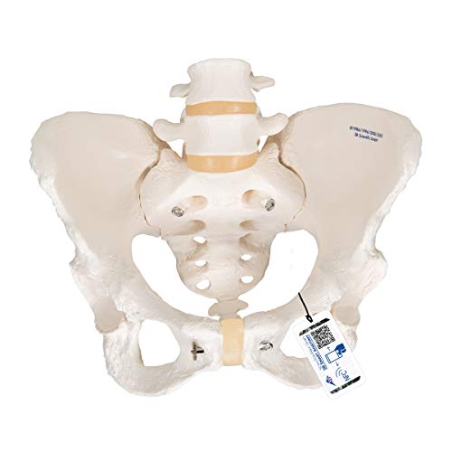 3B Scientific A61 Female Pelvic Skeleton - 3B Smart Anatomy