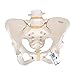3B Scientific A61 - Modello anatomico di scheletro di bacino, femminile + software gratuito di anatomia - 3B Smart Anatomy