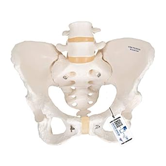 3B Scientific A61 Female Pelvic Skeleton Model, 7.5 x 9.8