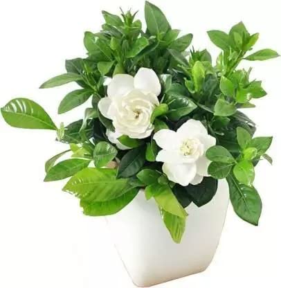 Udanta Chandni Double Petals Scented Flower Live Plant With Pot For Home Garden (B0C1CRQNCN) Amazon Price History, Amazon Price Tracker