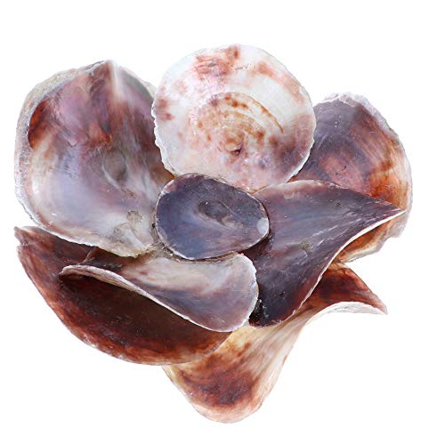 Li'shay Oyster Shell Pillar Candle Holder Seashell Flower Votive-Brown #TOP14