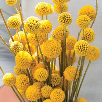 Gardening Treasures: 25 Craspedia Drumstick Sun Ball Seeds