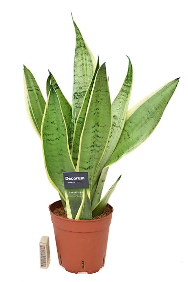 Rare Snake Plant air - Sansevieria White Snow - Indoor houseplant in 9 cm Pot 30 cm Height