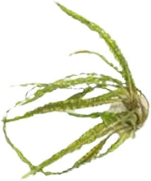 Cryptocoryne Crypt Balansae - Freshwater - Low-Medium Light