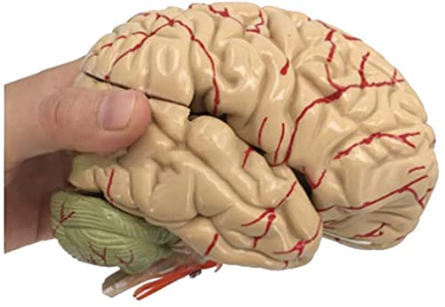 Model Anatomii, Model Pedagogiczny, Model Ludzkiego Mózgu, Anatomia, Mózg Naczyniowo-Mózgowy, Model Struktury Neuronowej, 8 Części Do Medycznych Materiałów Edukacyjnych, Model Nauki