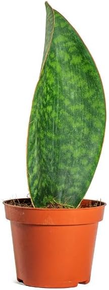 Sansevieria Masoniana Victoria - Whale Fin Snake Plant - in 8 cm Pot Approx 20-25 cm Height
