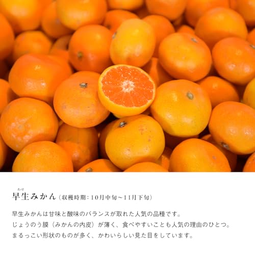 伊藤農園 みかん 訳あり 5kg S 2S 3S サイズ混合 和歌山県産 有田みかん の商品画像 8