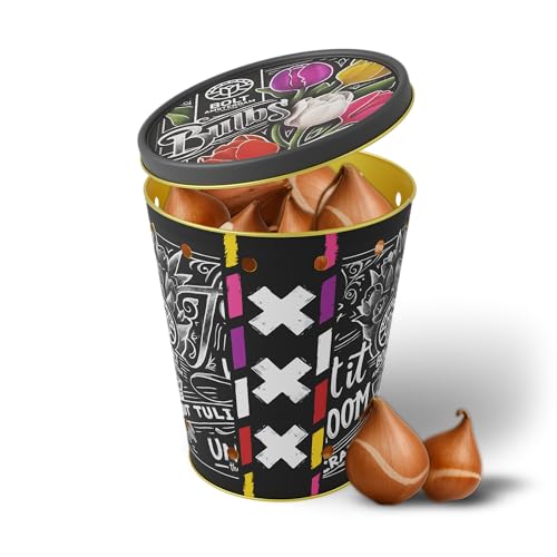 15x Bulbes de tulipes “UNICORN TREASURE” Boîte en métal – Mélange multicolore – Nouvelle récolte – Bulbes à fleurs de qualité hollandaise – Boîte en métal réutilisable – BOLT Amsterdam (1 unité)