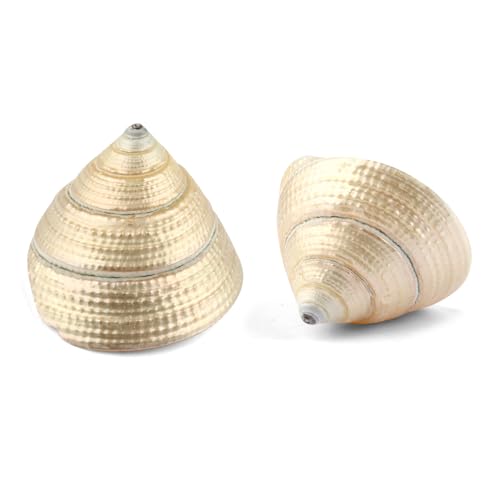 Shree Laxmi Shankh perle naturelle objet Vastu de haute qualité