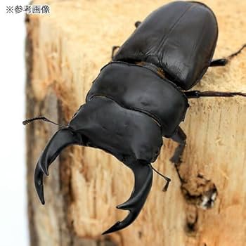 オオクワガタ特大78.6㎜　初令幼虫採集個体 オオクワガタ特大78.6㎜ 初令幼虫採集個体 超大型血統