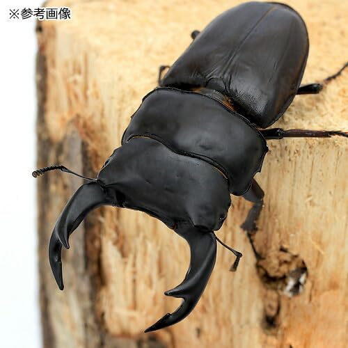 国産オオクワガタ ♂♀大阪府能勢町産 成虫 SR血統No.a(産卵木付き