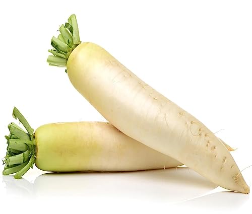 70ct+ Japanese Daikon Radish Seeds for Planting-.Heirloom Non-GMO Vegetable Seeds for Planting Home Garden&Aero Gardening Seed Pod-Fall Winter Gardens Turnip Seeds